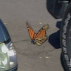 Meet your Posher, Robin